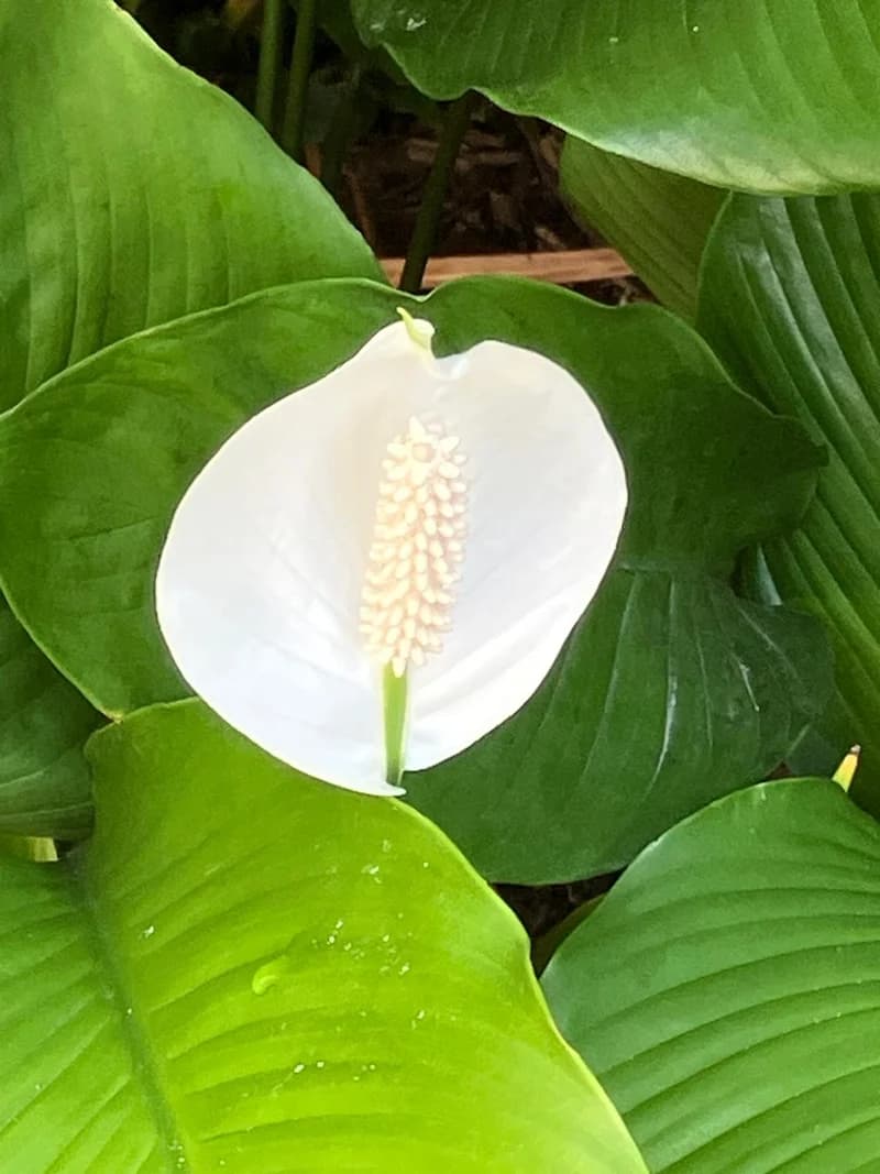 Photo from Friday, October 10, 2025